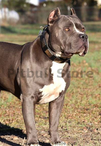 Buy APBT leather dog collar now!!!!