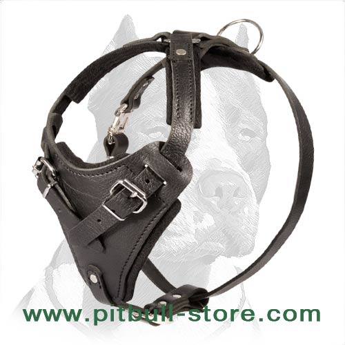 American Pit Bull Terrier 【Custom】 Leather Dog Harness with studds :  Pitbull Breed: Dog Harnesses, Collars, Leashes, Muzzles, Breed Information  and Pictures
