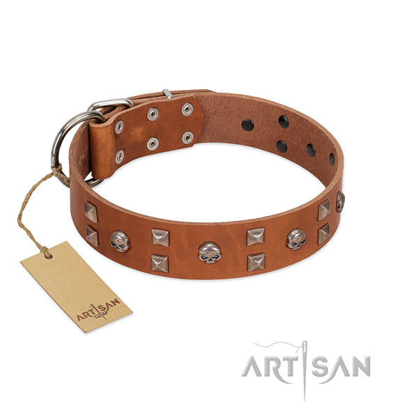 Stylish walking dog collar of leather with awesome studs