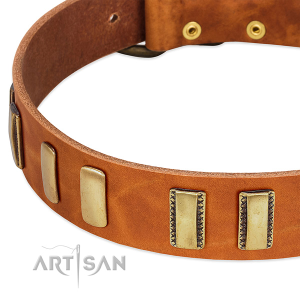 Top rate full grain leather dog collar with embellishments for fancy walking