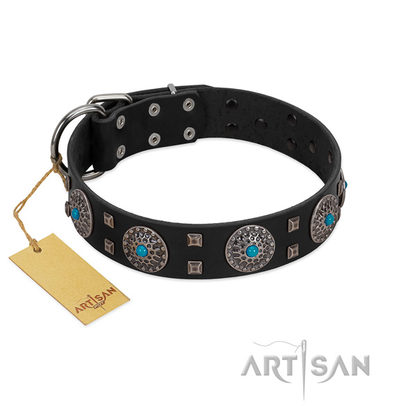 Comfortable wearing genuine leather dog collar with remarkable studs
