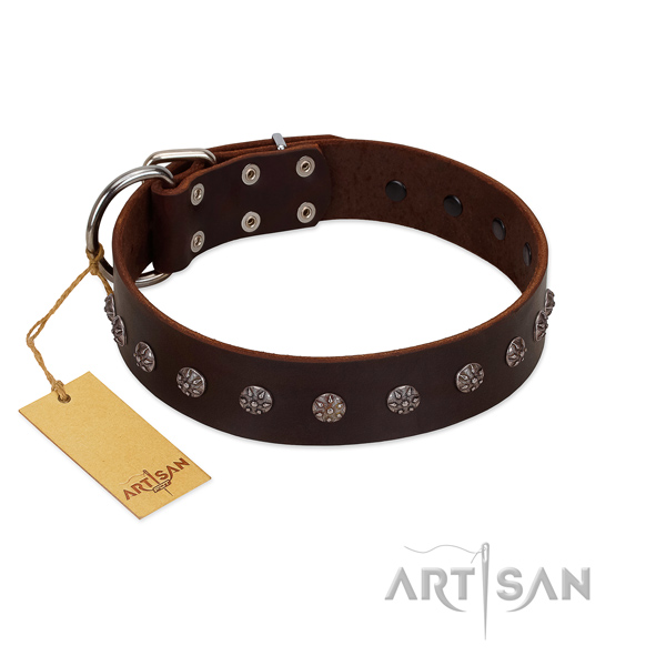 Fancy walking full grain leather dog collar with significant studs