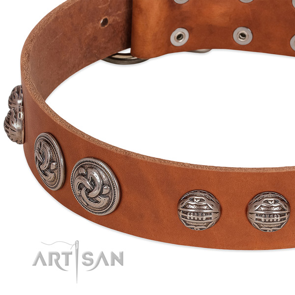 Corrosion proof fittings on full grain natural leather collar for fancy walking your doggie