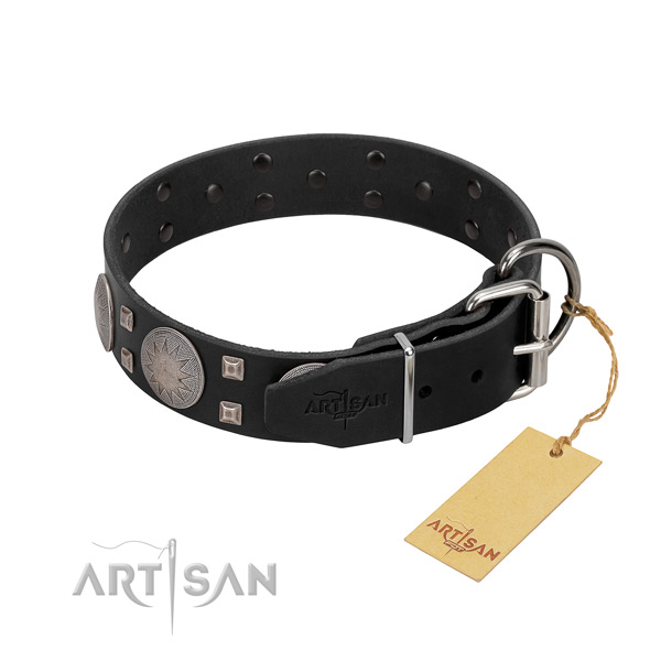 Significant full grain natural leather dog collar for walking your pet