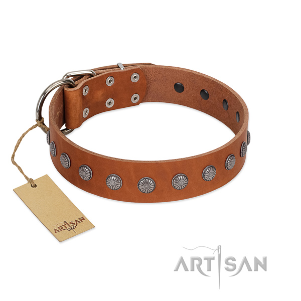 Significant studs on genuine leather collar for everyday use your four-legged friend