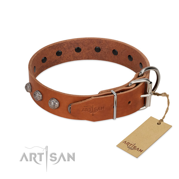 Impressive full grain natural leather dog collar with corrosion proof traditional buckle