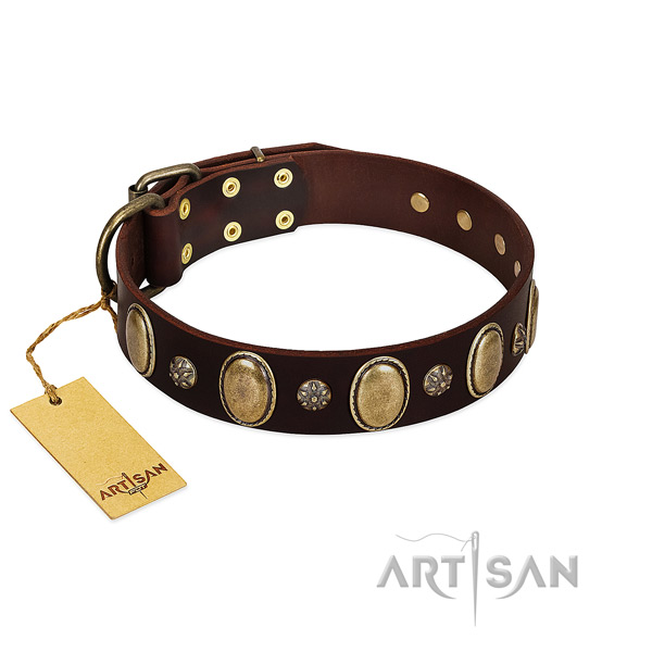 Everyday walking quality genuine leather dog collar with embellishments