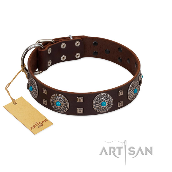 Everyday walking full grain natural leather dog collar with exceptional adornments