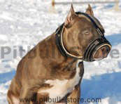 Pitbull nappa leather dog muzzle